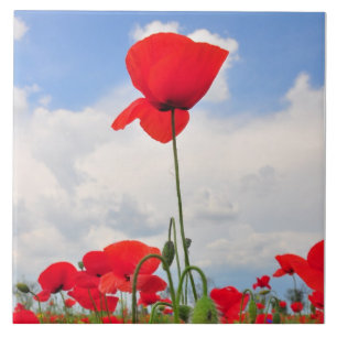 Poppies field ceramic tile