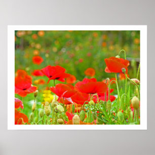 Poppies Flowers green meadow Fine Art Prints