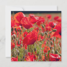 Poppies Greetings Card
