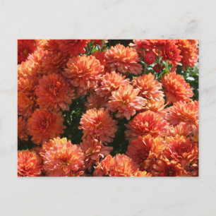 Poppies I Postcard