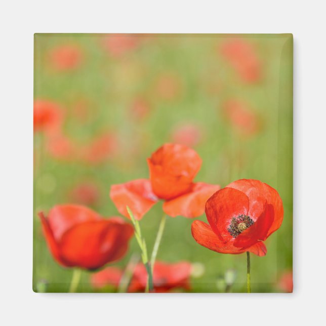 Poppies in a poppy field magnet (Front)