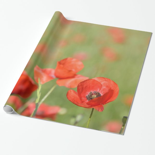 Poppies in a poppy field wrapping paper (Unrolled)