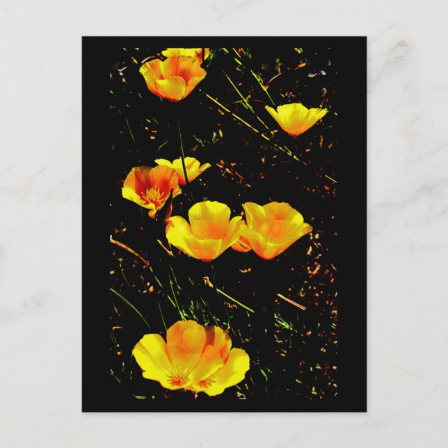 Poppies in a Row Postcard (Front)