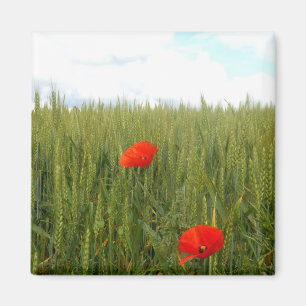 Poppies in a Wheat Field Square Magnet