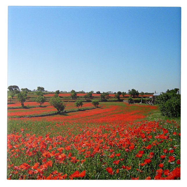 Poppies in Bloom Ceramic Tile (Front)
