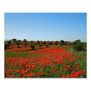 Poppies in Bloom Poster
