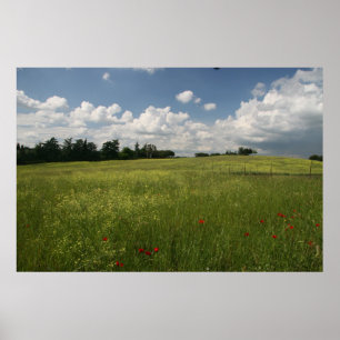Poppies in Fields Poster