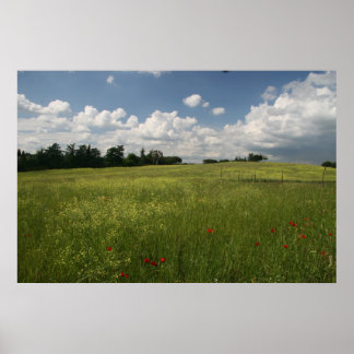 Poppies in Fields Poster