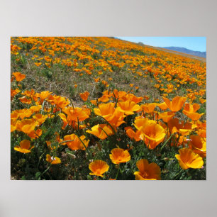 Poppies in Perspective Poster