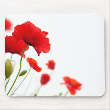 Poppies in spring