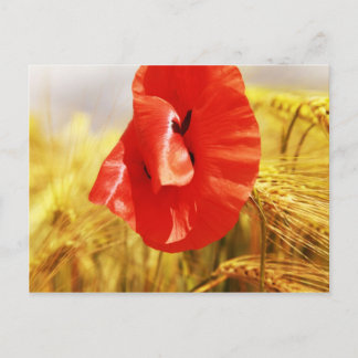 Poppies in the cornfield postcard