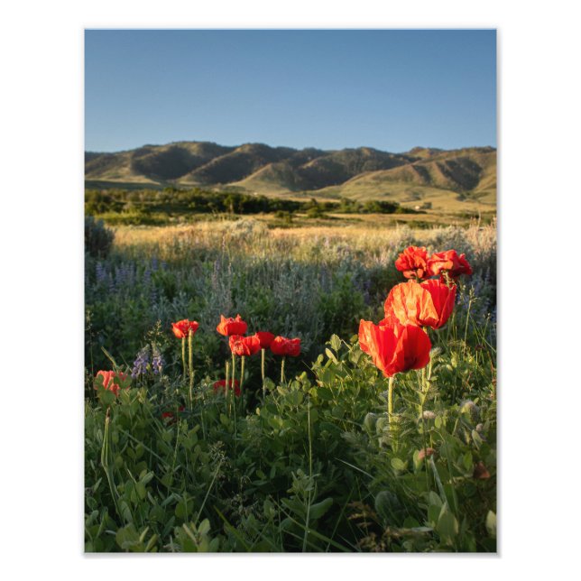 Poppies in the Valley - Casper Mountain Photo Print (Front)