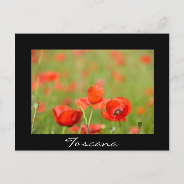 Poppies in Tuscany black text postcard (Front)