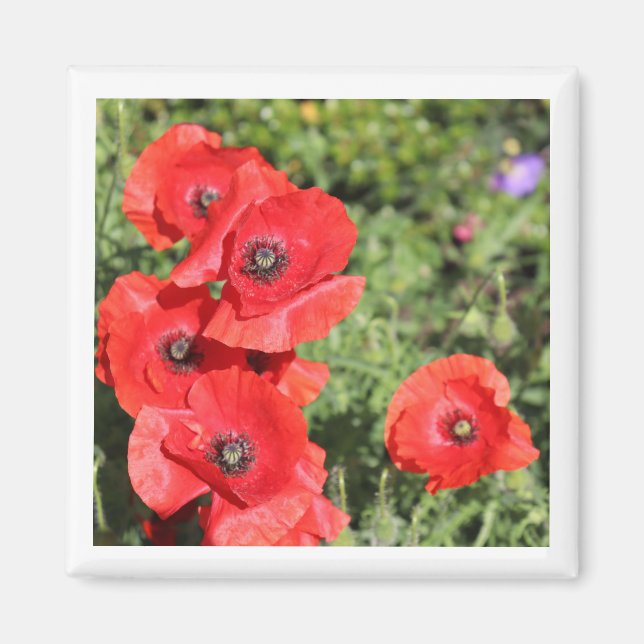 Poppies magnet (Front)