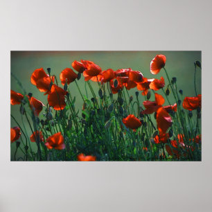 Poppies No. 3   Poster