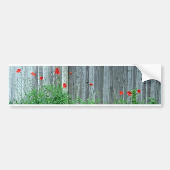 Poppies on a wall bumper sticker (Front)