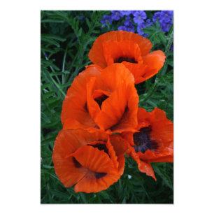 Poppies Photo Print