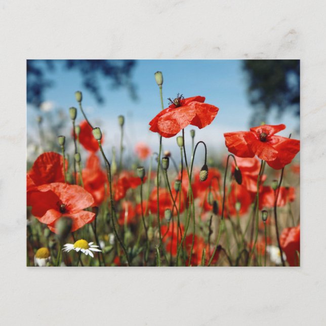 Poppies Postcard (Front)