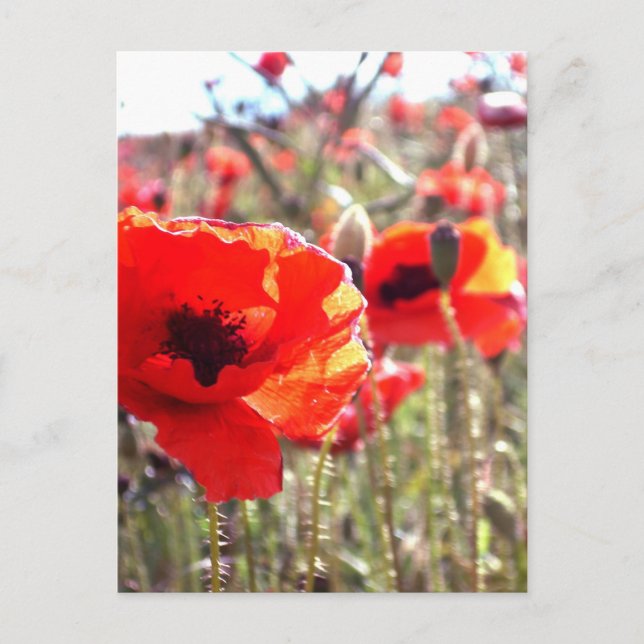 Poppies Postcard (Front)