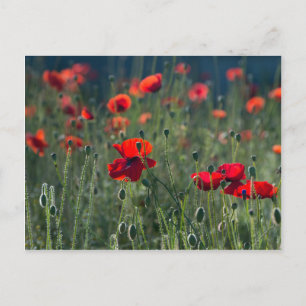 Poppies Postcard