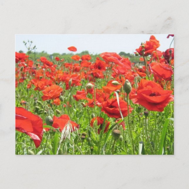 Poppies Postcard (Front)