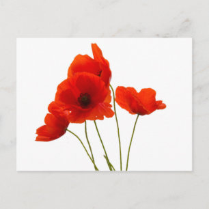 poppies postcard
