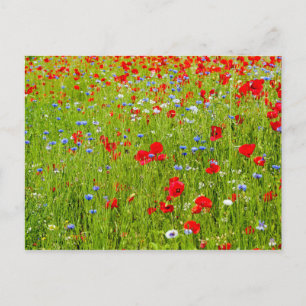 Poppies Postcard