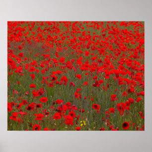 Poppies Poster/Print Poster