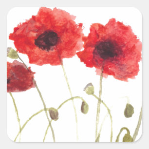 Poppies red flowers watercolor rustic wildflowers  square sticker