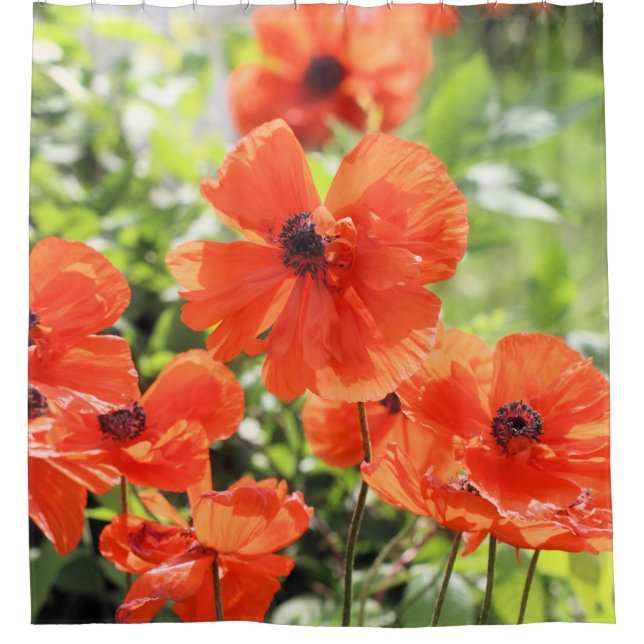 Poppies Shower Curtain (Front)