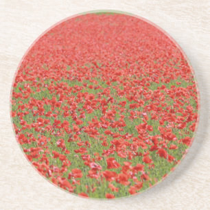 Poppies - thousands! coaster