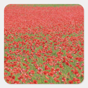 Poppies - thousands! square sticker