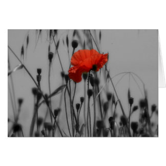 Poppy