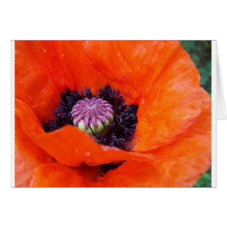 Poppy