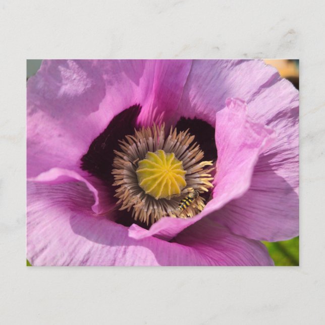 Poppy and a insect  postcard (Front)