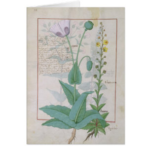 Poppy and Figwort