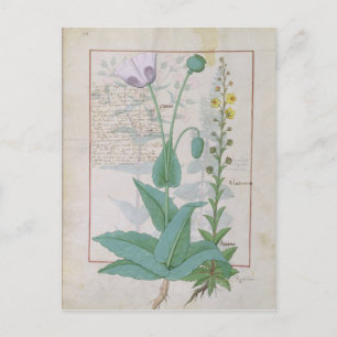 Poppy and Figwort Postcard