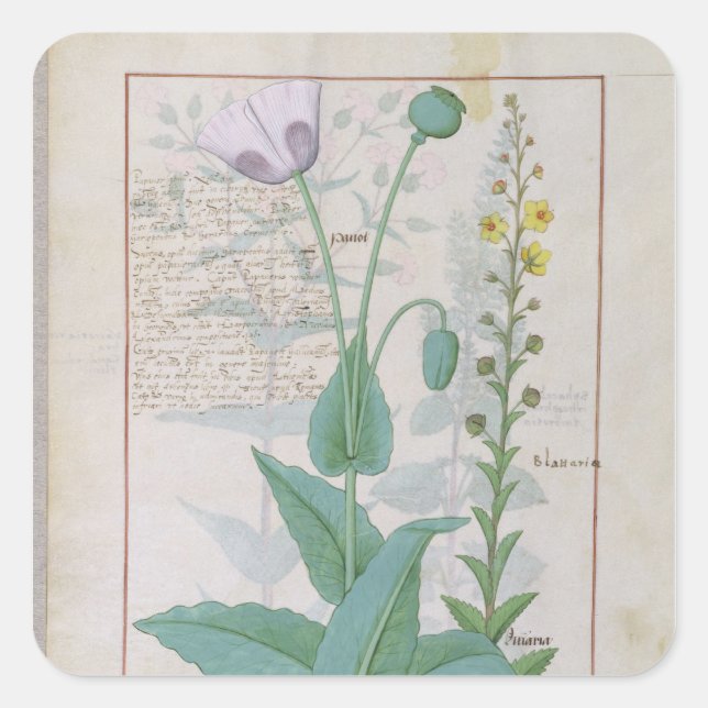Poppy and Figwort Square Sticker (Front)