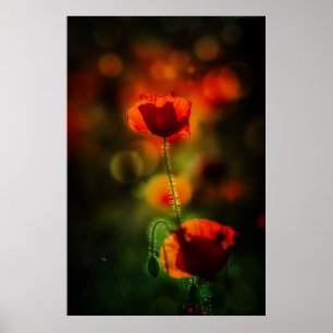 Poppy at evening poster