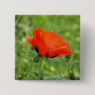 Poppy Button