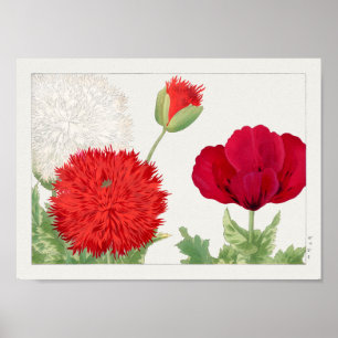 Poppy by Tanigami Konan Poster