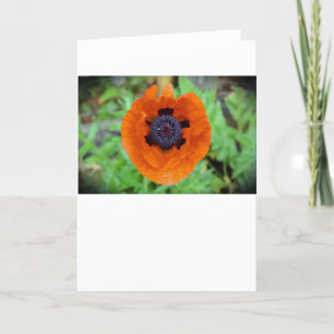 Poppy, card