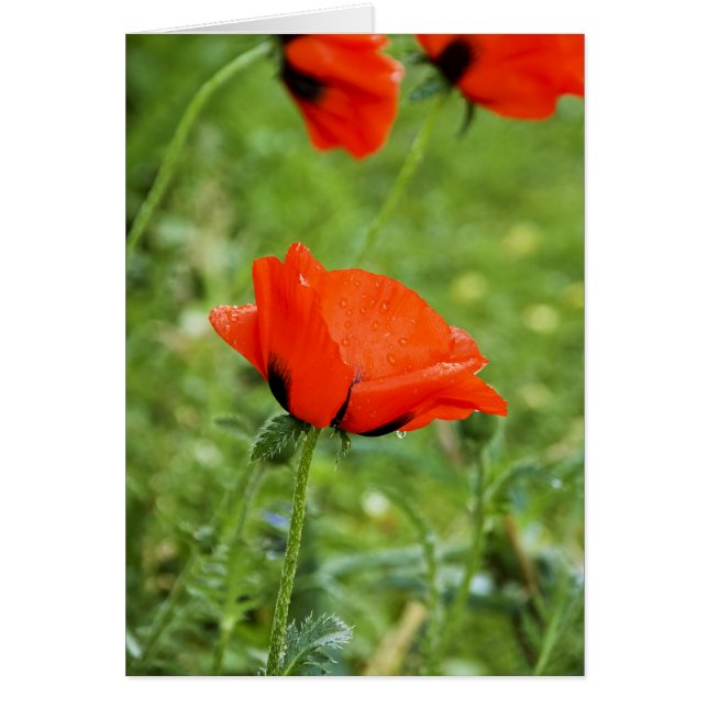 Poppy Card (Front)