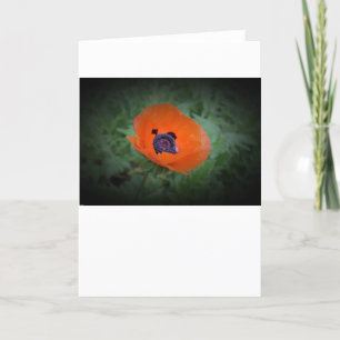 Poppy, card