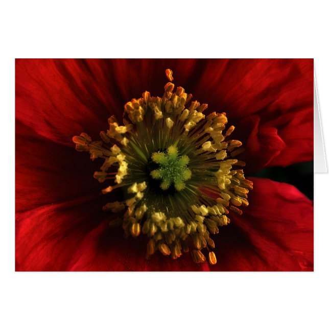 Poppy Card (Front Horizontal)