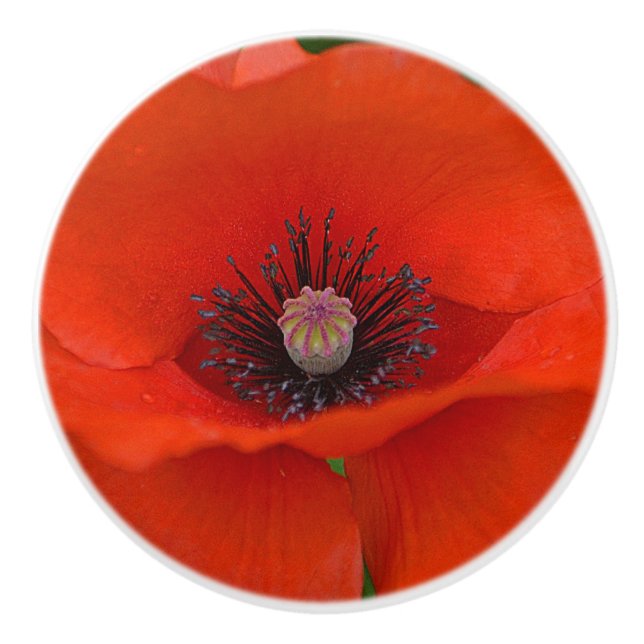 Poppy Ceramic Knob (Front)