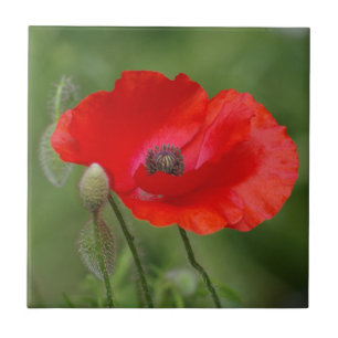 Poppy Ceramic Tile