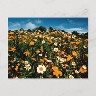 Poppy Festival California Postcard