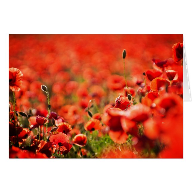 Poppy field (Front Horizontal)