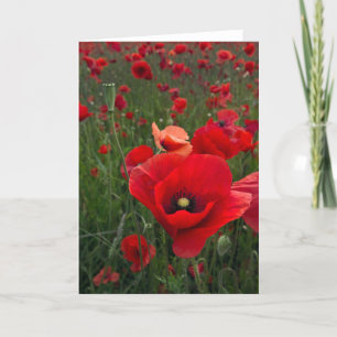 Poppy Field Card